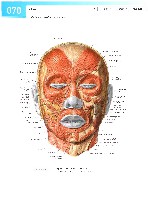 Sobotta Atlas of Human Anatomy  Head,Neck,Upper Limb Volume1 2006, page 77